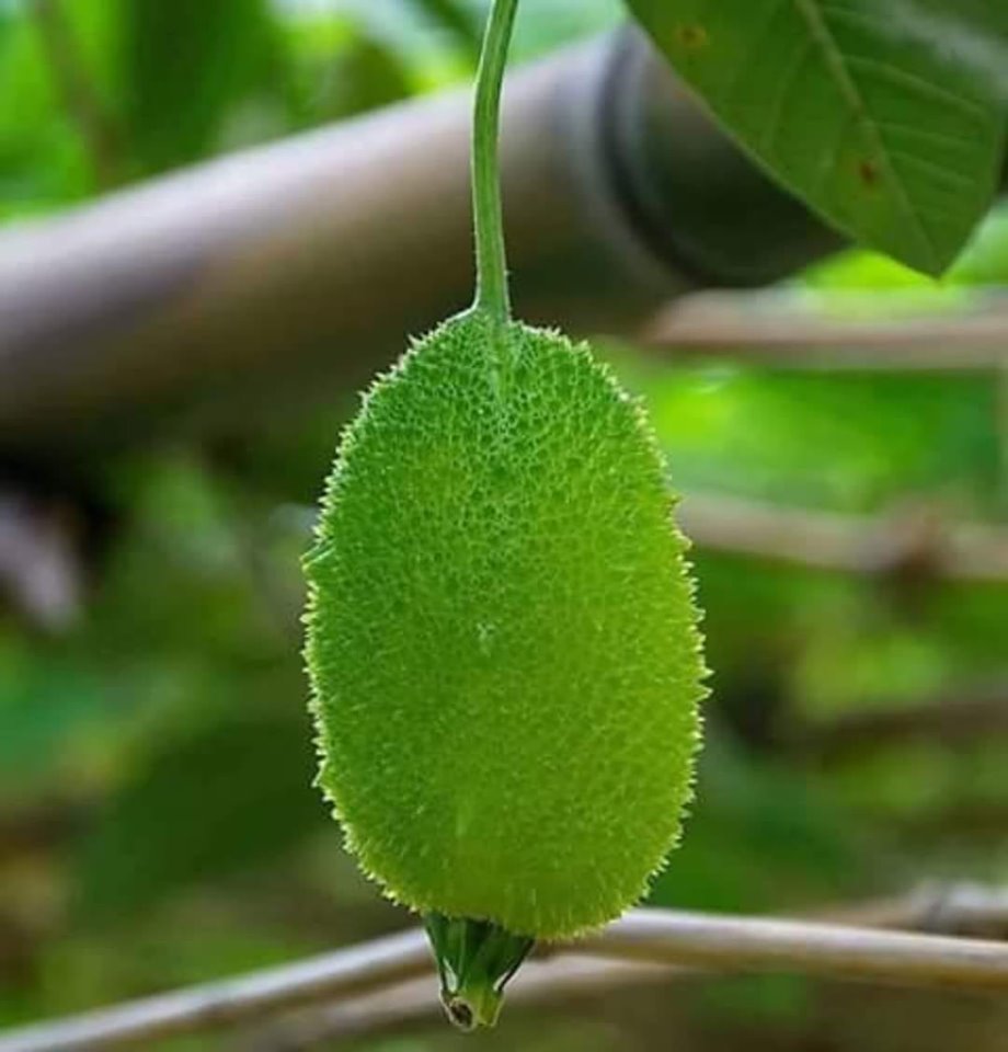 কাঁকরোলের আধুনিক চাষ পদ্ধতি