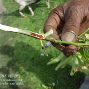লেবু গাছের কান্ড ছিদ্রকারী পোকা