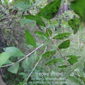 মেহেদীর শুটিমোল্ড রোগ