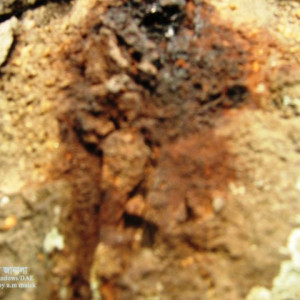 কাঁঠালের রস ঝরা রোগ