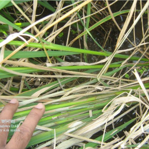 ধানের খোলপোড়া রোগ