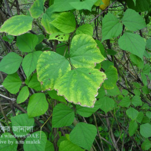 শিমের ব্যাকটেরিয়া জনিত পোড়া রোগ